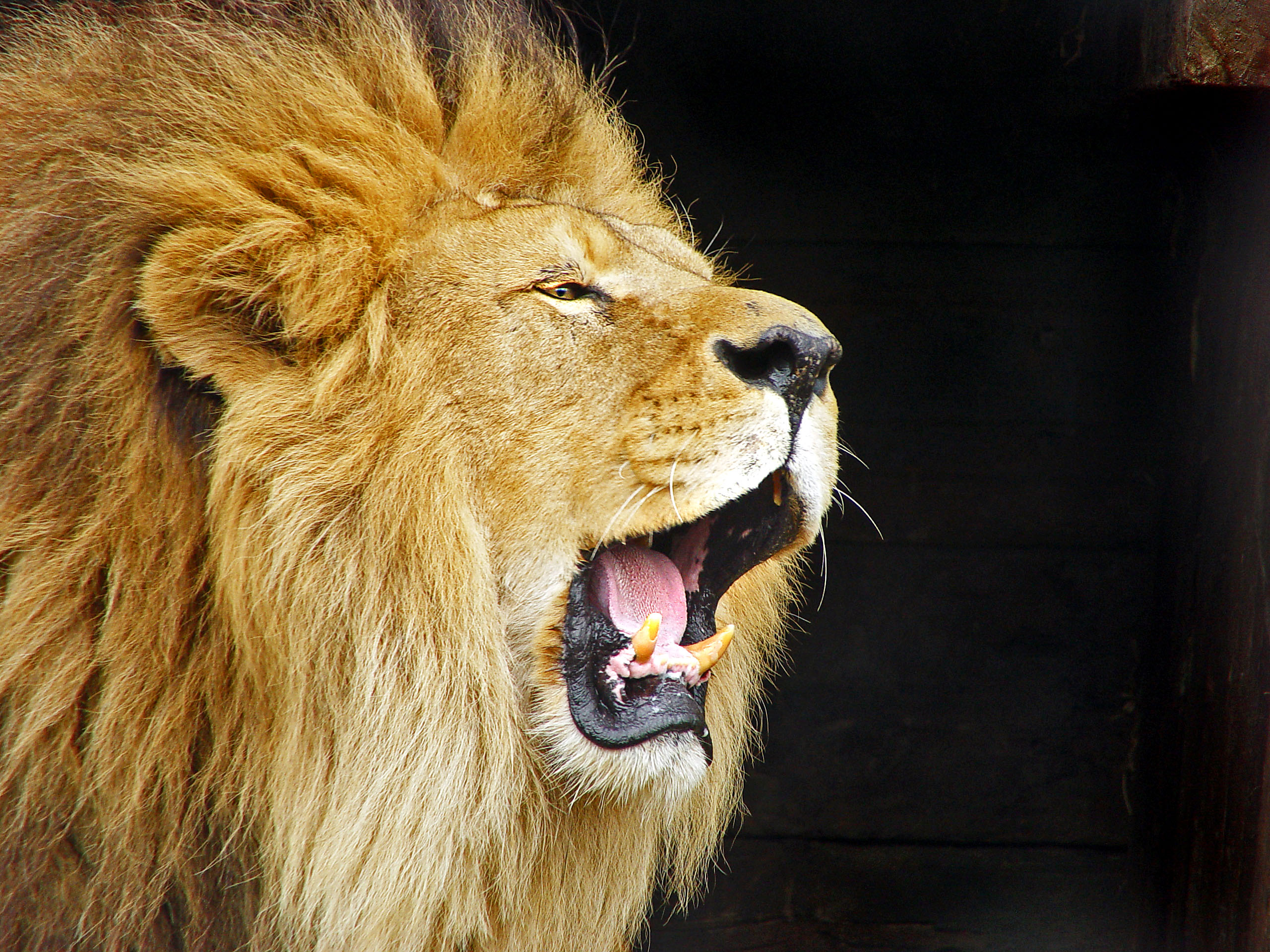 Lion Loud Roar Sounds - intense lion roaring sounds