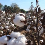 - cotton 150x150 - cotton 150x150