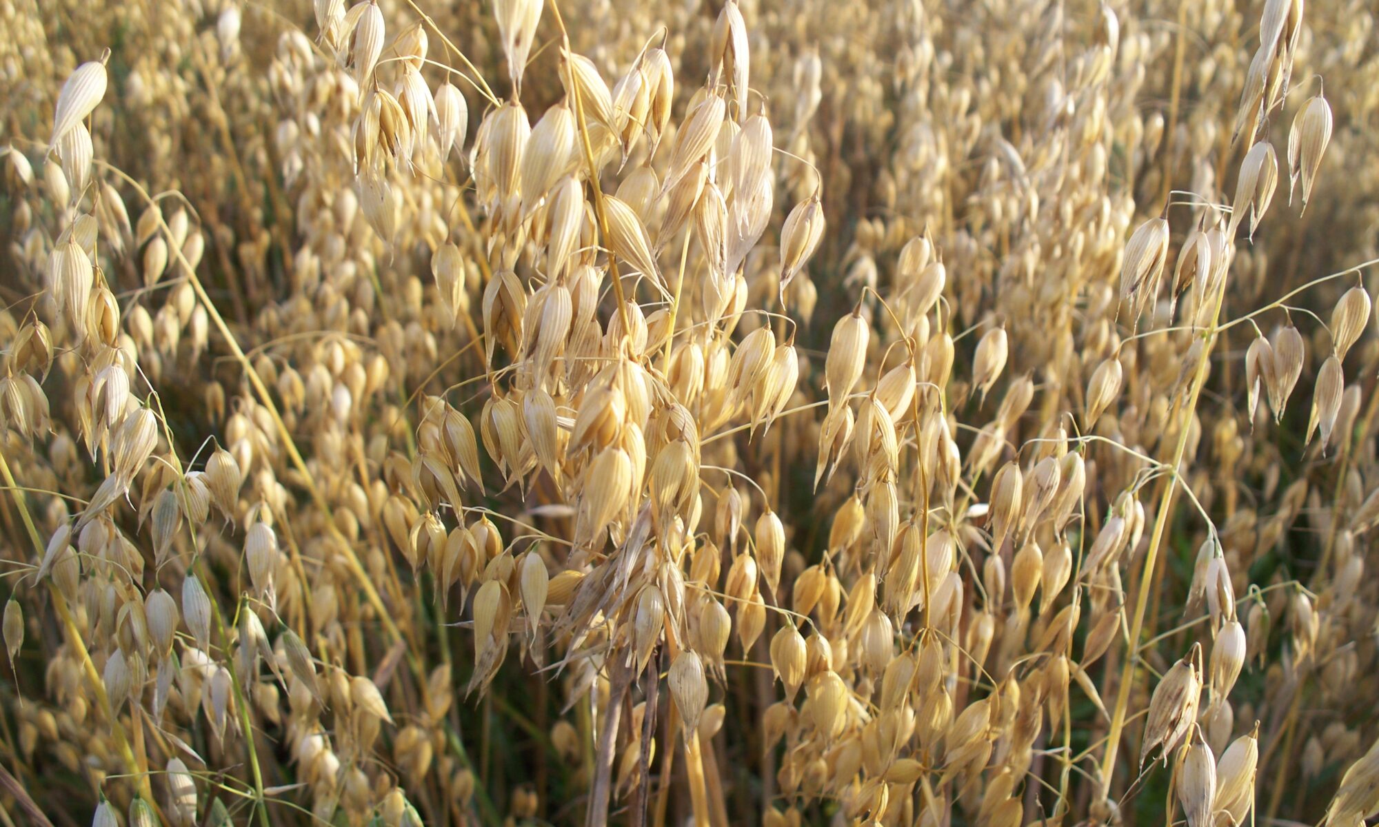 photo of oats