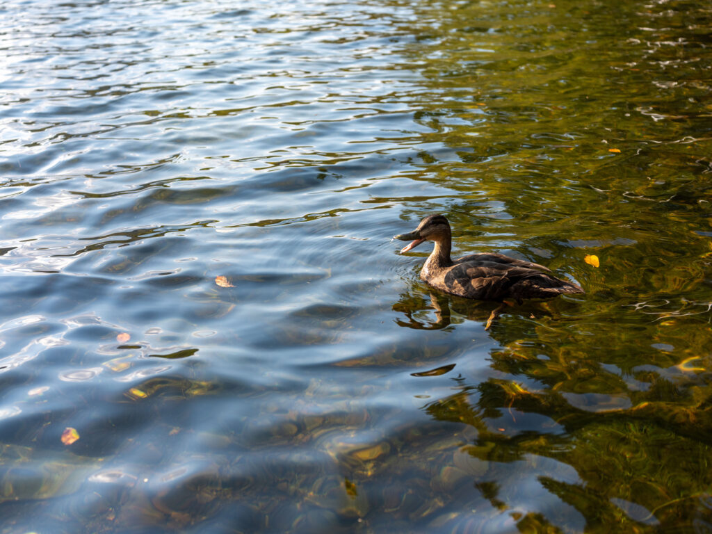 Photos - DSF1421 1 1024x768