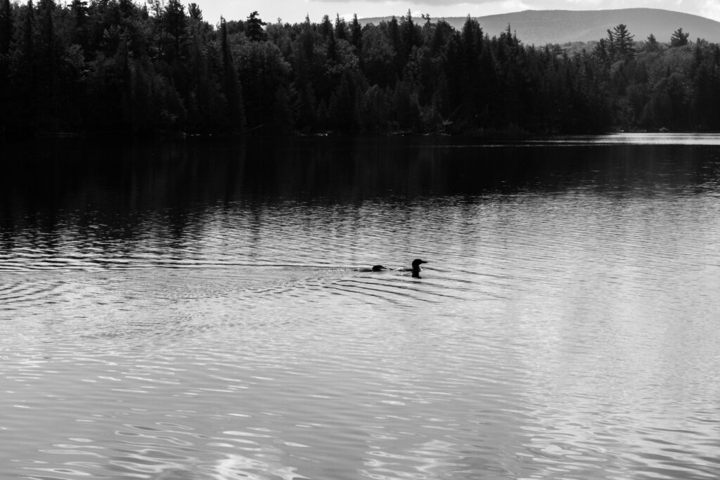 Photos - DSF2208 1 1 1024x683