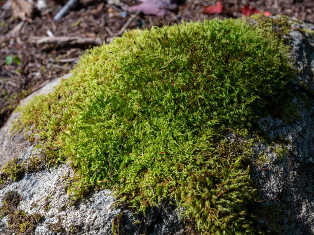 Photos - DSF2398 1 1024x768