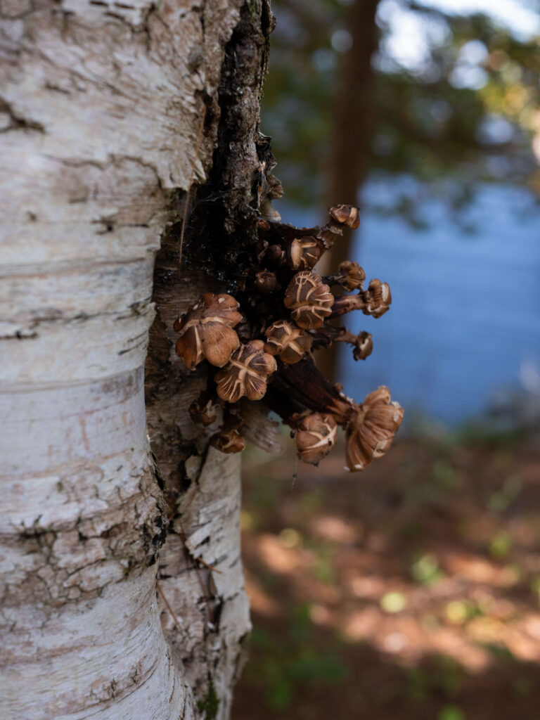 Photos - DSF2405 1 768x1024