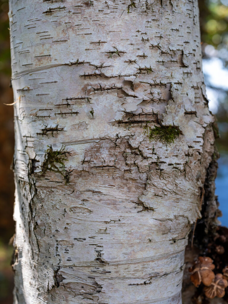 Photos - DSF2407 1 768x1024